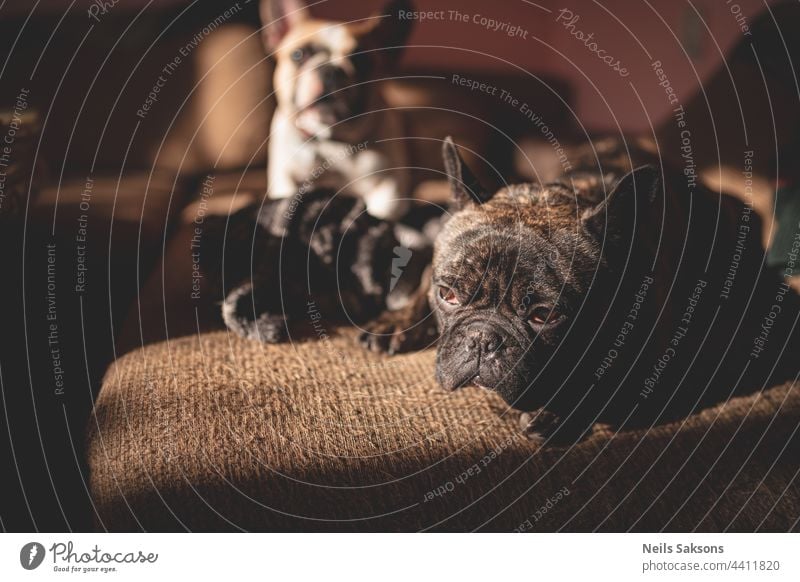 Porträtfoto eines französischen Bulldoggenwelpen, der auf einem Bad liegt. Ein weiterer frenchie im Hintergrund bezaubernd Tier Baby schön Bett schwarz züchten