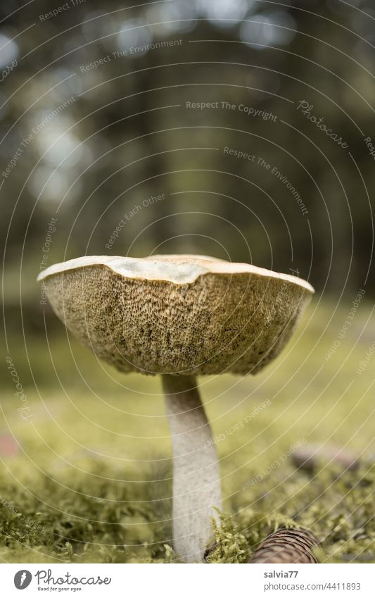 ein Röhrling steht im Walde Pilz Natur Herbst Pflanze Moos Wachstum braun grün Schwache Tiefenschärfe Makroaufnahme Froschperspektive Nahaufnahme Waldboden