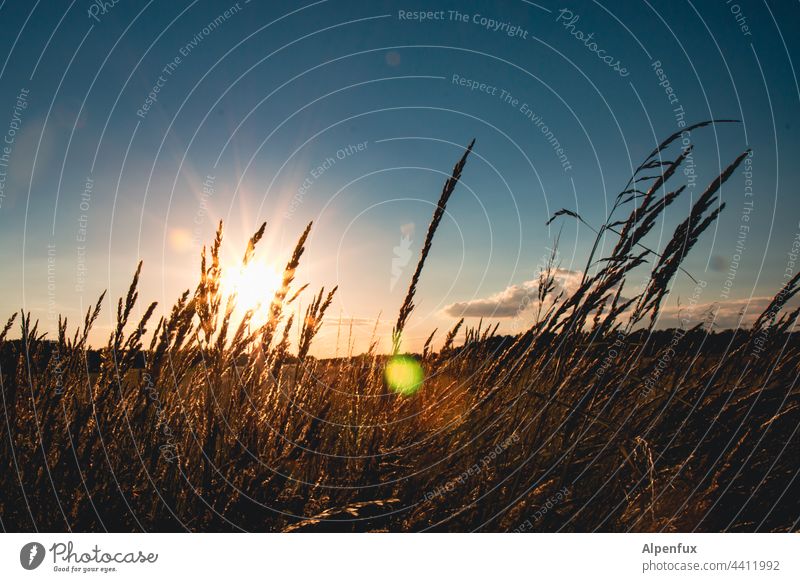 Sommerabschied Sonnenuntergang Sonnenuntergangsstimmung Außenaufnahme Sonnenlicht Natur Dämmerung Abend Menschenleer Abenddämmerung Feld Gräser Gräser im Licht