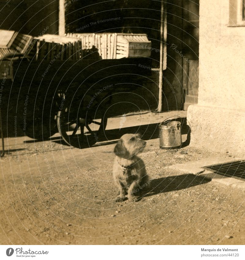 Waldi wartet am Wagen... Hund Dackel Karre Eimer Korb Kiste schwarz weiß historisch Basketballkorb Straße Schatten Sepia alt dog cart bucket road shade crate