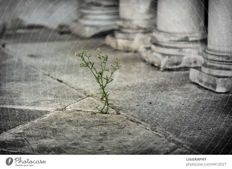 Extreme Trockenheit Blume Natur Beton Farbfoto Pflanze Stein Wachstum grau Menschenleer trocken Mauer Wand alt Strukturen & Formen Dürre Klimawandel trocknen