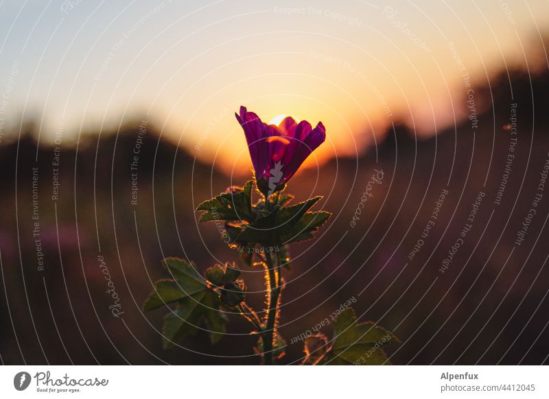 Abschied vom Sommer Blüte Sonnenuntergang Sonnenuntergangsstimmung Blütenblätter Natur blume natur Schönheit blütenblätter leuchten Blume Garten Pflanze Flora