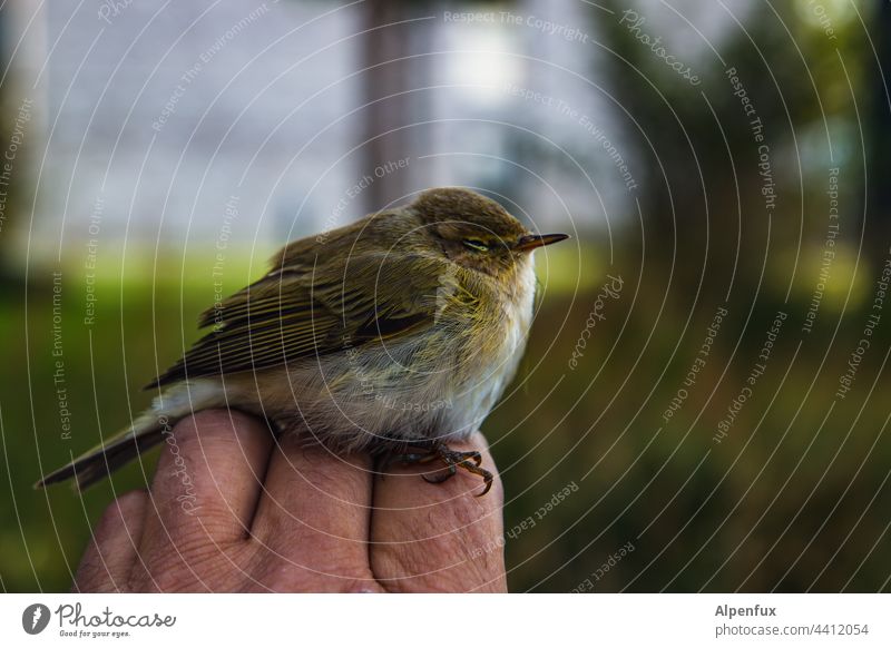 Lieber den Spatz in der Hand.... Vogel Wildvogel Tier Farbfoto Grünfink Wildtier Menschenleer Natur Schnabel Feder Tierporträt Außenaufnahme Flügel Auge