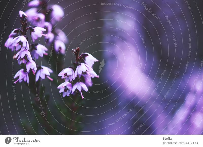 blühende Heide Heideblüte Lichtschimmer zauberhaft verzaubert Heidestille Haiku stimmungsvoll poetisch Lichtschein Lichterscheinung Lichtstimmung atmosphärisch