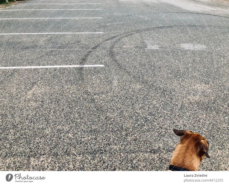 Können wir einen Spaziergang machen? Parkplatz parken Abstellplatz Asphalt Verkehrswege Straße grau Schilder & Markierungen leer Linie Fahrbahn Wege & Pfade