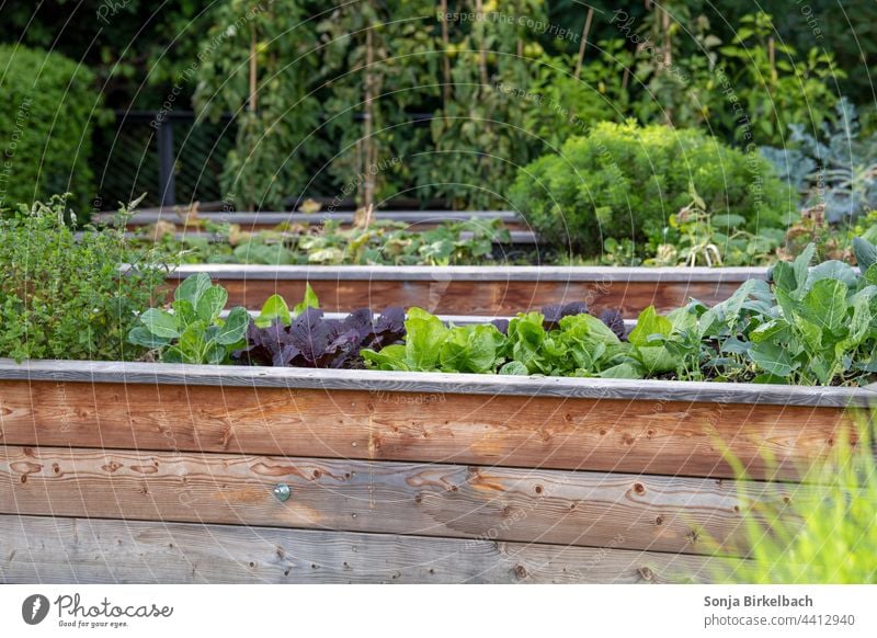 Gemüse- und Salathochbeete im Garten - Biofood aus eigenem Anbau Hochbeet Gemüsehochbeet Salatbeet Beet rückenfreundlich rückenschonend Gemüseanbau Hausgarten