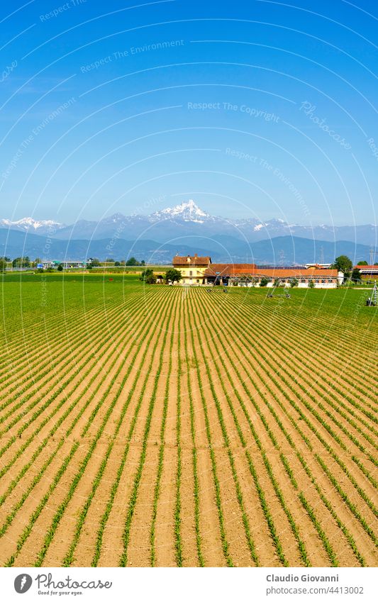 Ländliche Landschaft bei Fossano, Provinz Cuneo, im Mai Europa Italien Piemonte Ackerbau blau Farbe Tag Bauernhof Feld Blume grün Haus Morgen Berge u. Gebirge