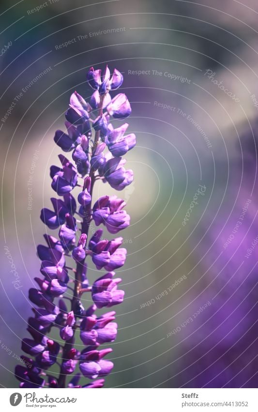 blühende Lupine Lupinenblüte Gartenlupinen Gartenblume Sommerblume Heilpflanze Wildpflanze Zierpflanze Gartenpflanze Schmetterlingsblüten lila stufenweise