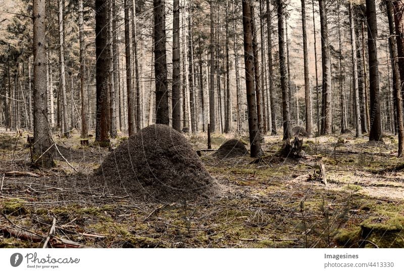 Ameisenhaufen im Wald. geheimnisvolle Waldlandschaft. Fichtenwald und Ameisenhügel, Licht erhellt mit Moos bedeckten Waldboden und schafft eine mystische Atmosphäre