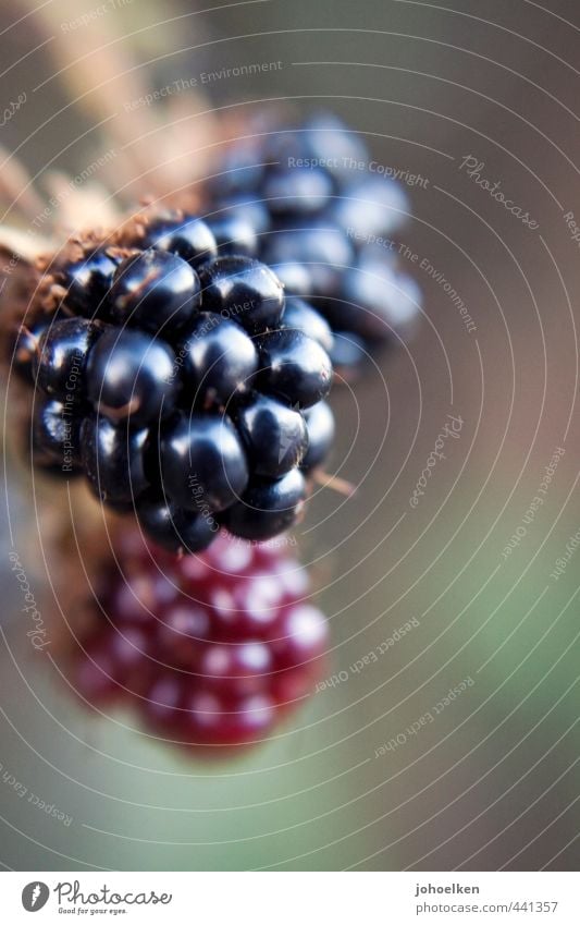 Sammlerstück Lebensmittel Beeren Brombeeren Frucht Vegetarische Ernährung Pflanze Nutzpflanze Wald hängen frisch Gesundheit lecker stachelig süß rot schwarz