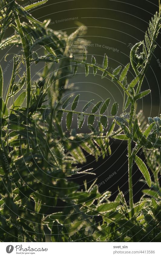 Der Morgentau auf dem grünen Gras glänzt im Sonnenlicht. Wassertropfen glitzern im Sonnenlicht auf grünem Gras. Tau Tropfen Gras und Tau Licht Glanz Wiese Natur