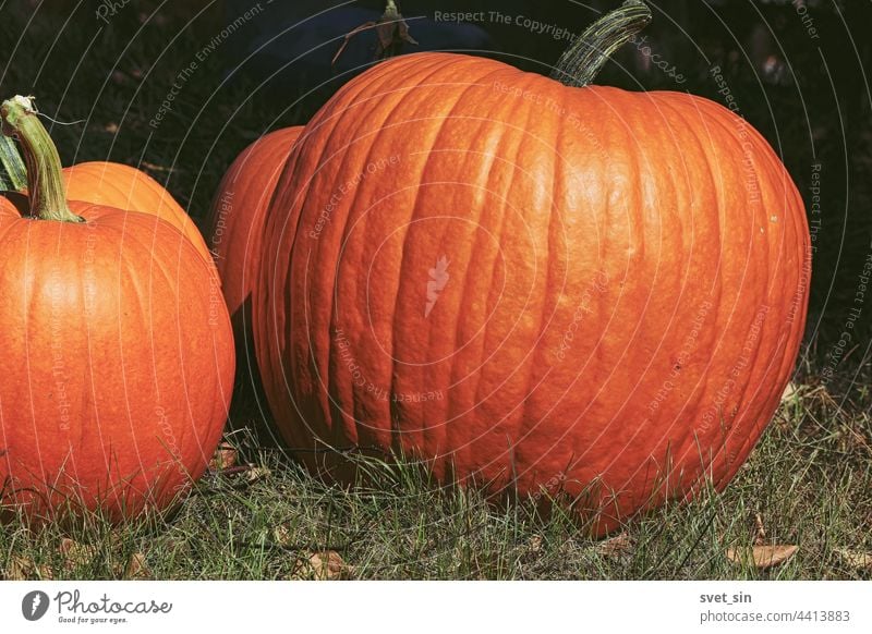 Erntedankfest. Halloween. Großer orangefarbener Kürbis Nahaufnahme im Freien im Sonnenlicht. Mehrere Kürbisse auf dem Gras im Garten. Ein großer orangefarbener Kürbis leuchtet in der Sonne.