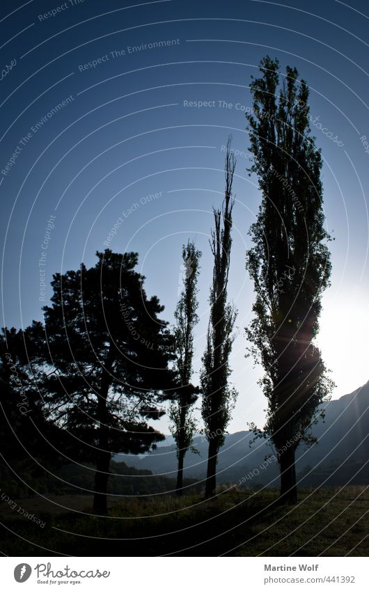 wie die Orgelpfeifen Ferien & Urlaub & Reisen Natur Landschaft Pflanze Himmel Wolkenloser Himmel Baum Hügel Wardzia Georgien Europa Asien Wachstum