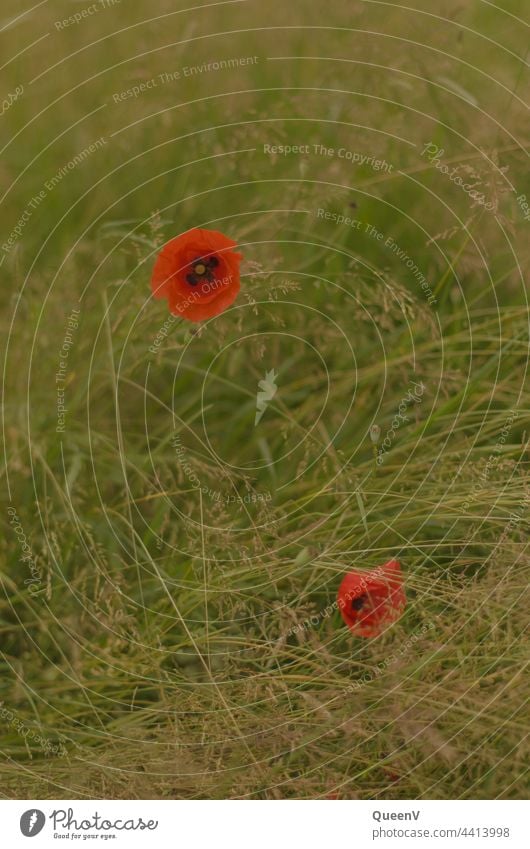 Zwei Feldmohne in einem Feld Mohn rot Blume Wiese Mohnblüte Klatschmohn Pflanze Sommer Natur Blüte Wildpflanze Umwelt