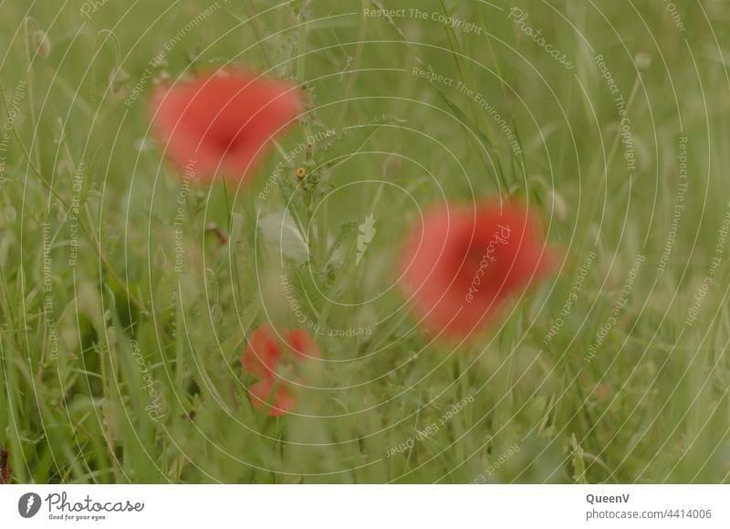 Unscharfe Feldmohne in einem Feld unscharf grün scharf/unscharf fröhlig Natur mehrfarbig Gras Unschärfe Frühling Pflanze Blume Sommer Blüte Garten Mohn