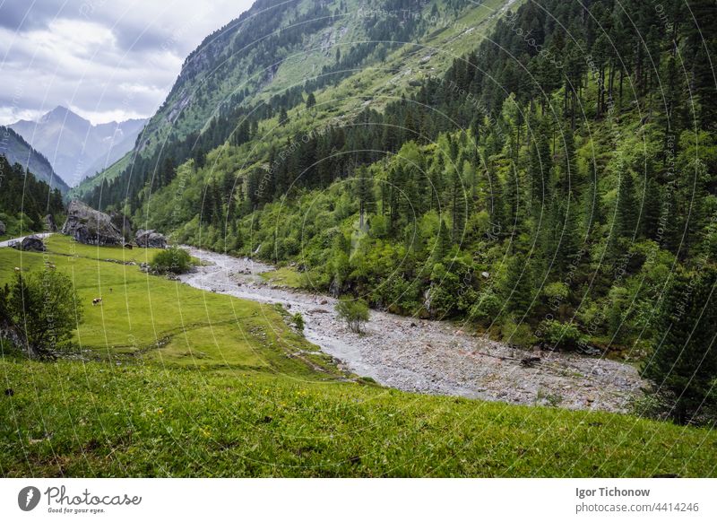 Tannenwald, Bergfluss im Tal. Zillertal, Österreich, Europa stausee Ansicht schön wandern tirol Trekking Wasser reisen Natur Baum Berge u. Gebirge Panorama