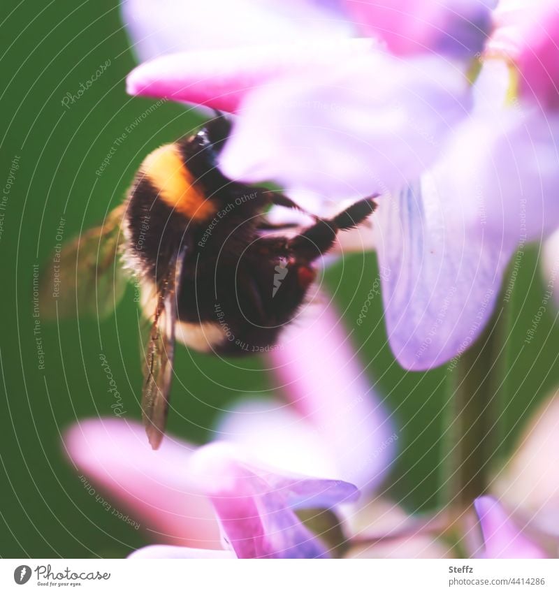 Hummel auf einer Lupinenblüte Lupinenblüten Bombus Bestäuber Bestäubung Bestäuberinsekt Nektarsuche Nektarsammler Wolfsbohne Trachtpflanze Gartenlupinen