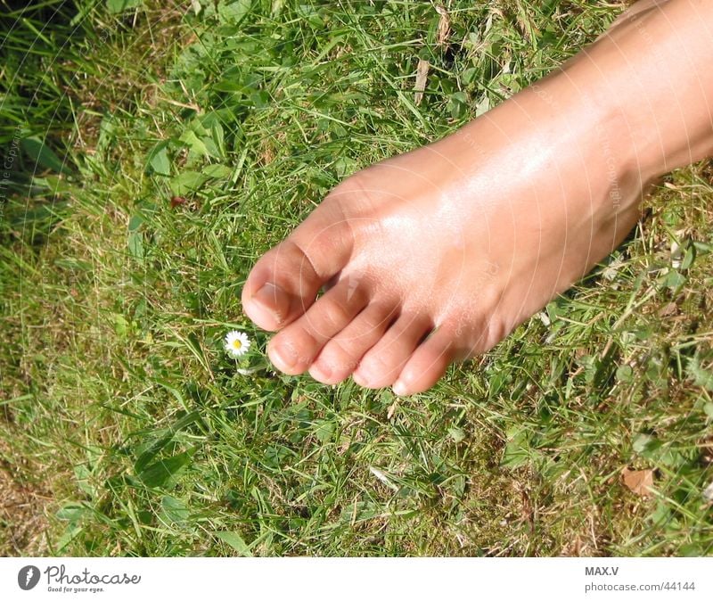 Pause Zehen Gänseblümchen ruhig Gras Sommer Blume Mensch Fuß Barfuß