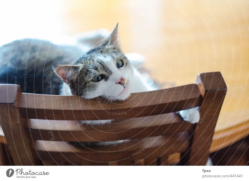 Stubentiger Tier Haustier Katze Tiergesicht Pfote 1 Stuhllehne Holz frech Freundlichkeit Fröhlichkeit frisch Glück hell Wärme gelb Stimmung Zufriedenheit