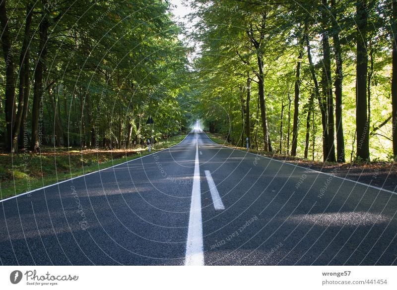 Alleenstraße Landschaft Baum Wald Nationalpark Jasmund Verkehrswege Straßenverkehr Landstraße L303 grün schwarz Rügen Insel Straßenbelag Fahrbahn