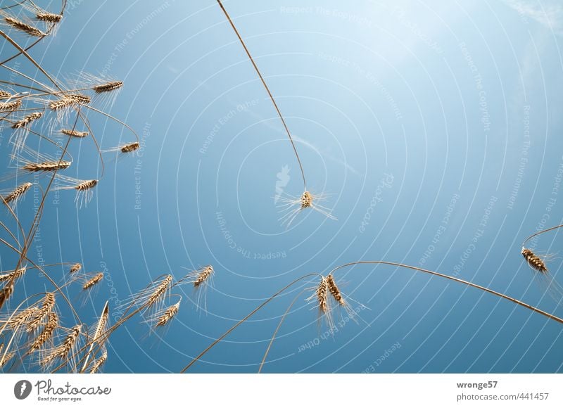 Im Kornfeld Natur Pflanze Himmel Sonne Sonnenlicht Sommer Schönes Wetter Nutzpflanze Getreide Getreidefeld Ähren Feld blau gelb gold Ackerbau himmelblau