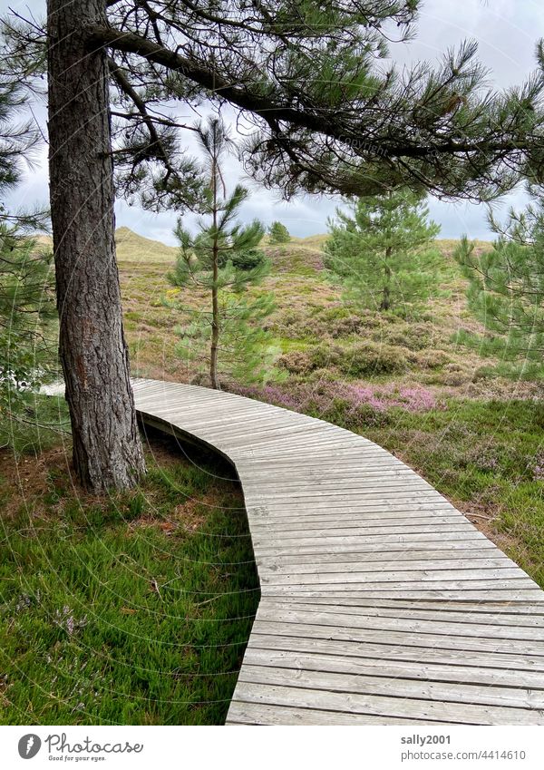 auf dem Holzweg durch Wald und Dünen Weg Bohlen Bohlenweg Dünenlandschaft Kiefer Amrum Nordsee Landschaft Erholung Wanderweg Spaziergang Baum Ruhe einsam