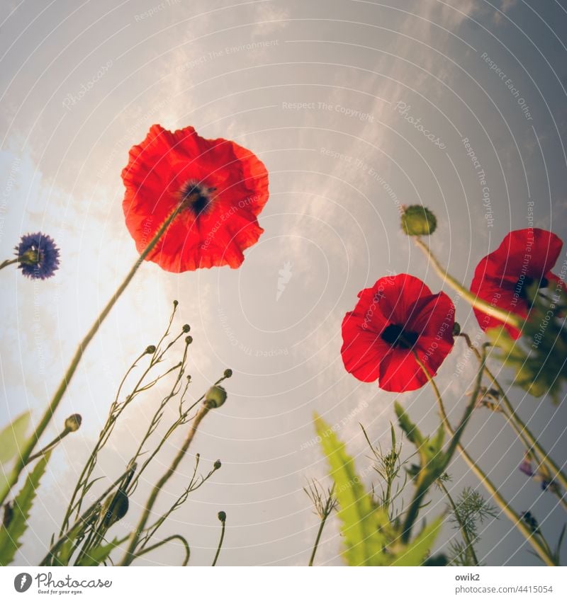 Gemeinsame Interessen Mohn Blüte Wiese Natur Pflanze Blume Sommer Blühend Textfreiraum oben Wachstum Menschenleer Schwache Tiefenschärfe Farbfoto Umwelt rot