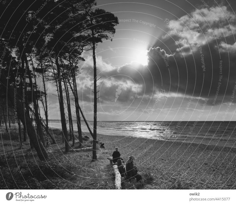 Pausenplatz Darß Weststrand Wanderer Silhouette Mann Bäume Himmel Wolken Schwarzweißfoto Strand Sonne Küste Ostsee Natur Landschaft Außenaufnahme Umwelt Baum