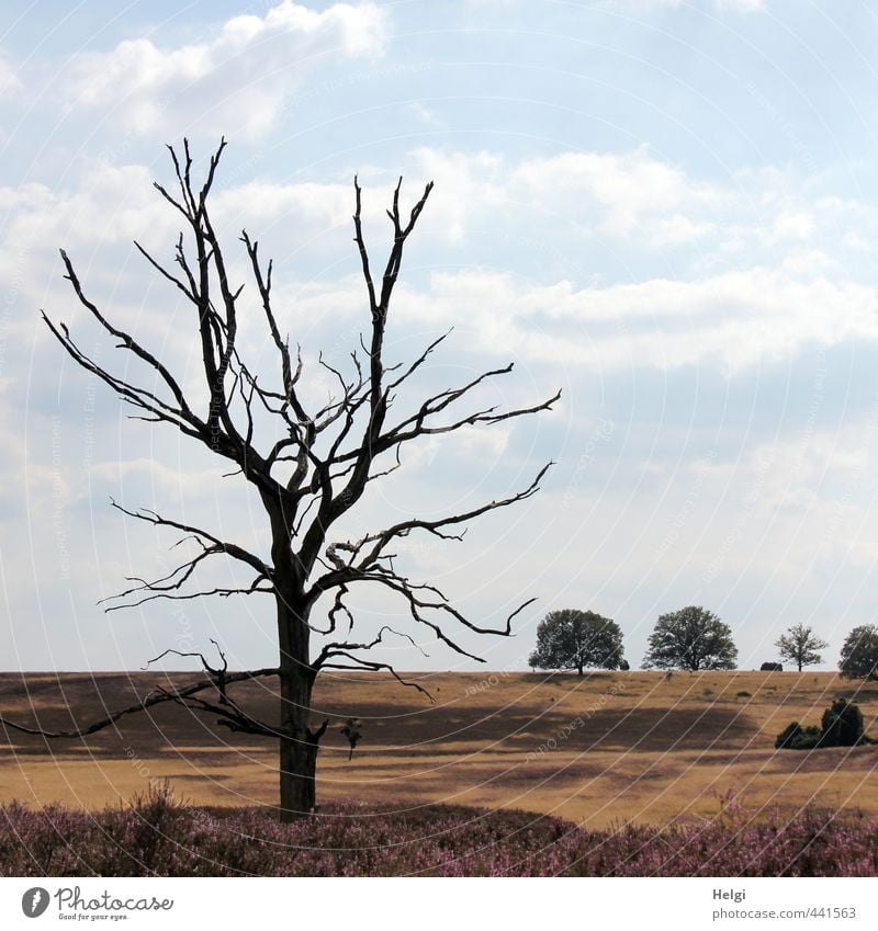 Dürre... Ferien & Urlaub & Reisen Tourismus Ausflug Sommer Umwelt Natur Landschaft Pflanze Himmel Wolken Klimawandel Schönes Wetter Baum Gras Wildpflanze