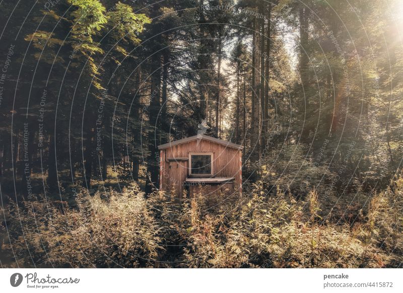 wochenend und sonnenschein Wald Hütte Bauwagen Holz Bäume Sonnenlicht Sträucher Wochenende Erholung allein Einsamkeit Ruhe Sonnenschein versteckt Gestrüpp