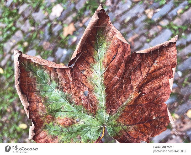 Ein grünes Blatt wird im herbstlichen Landschaftspark braun, Prag, Tschechische Republik Prag Stadt Europa Ferien & Urlaub & Reisen Lebensabend Urlaubsfoto