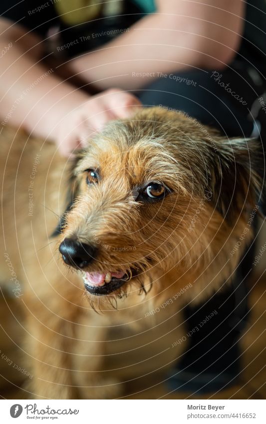 Hundeblick braun Tier Tierporträt Tiergesicht Tierliebe Hundeschnauze Hundekopf Blick Haustier Schnauze Fell Farbfoto Hundeauge Blick in die Kamera