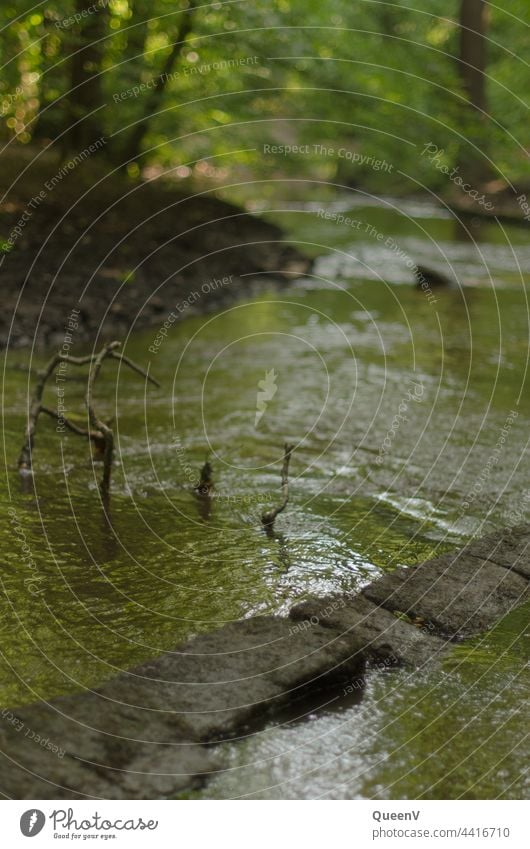 Die Prießnitz, Bach der Dresdner Heide Wald Dresden Natur Naturschutzgebiet Wasser Schatten Umwelt Baum Landschaft Pflanze Zentralperspektive grün Fluss