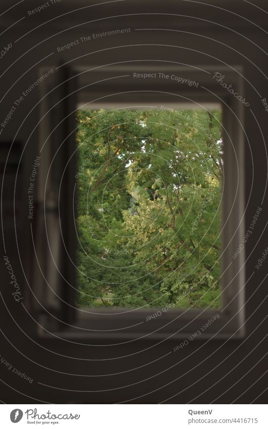 Offenes Fenster mit Bäume Natur Aussicht Häusliches Leben Baum Innenaufnahme Haus Wohnung Miete Fensterblick lüften offen Raum Luft Fensterscheibe Licht Sommer