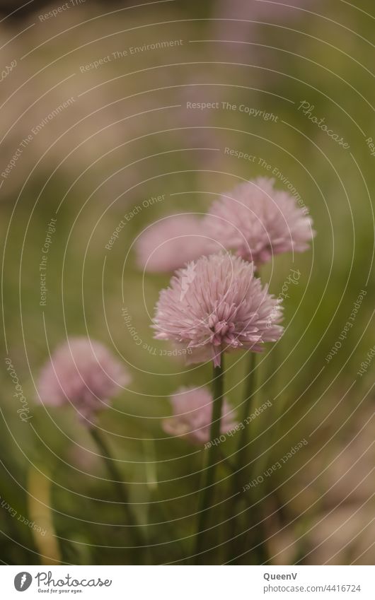 Schnittlauch Blüte Schnittlauchblüte rosa Farbe Kräuter & Gewürze Farbfoto Schwache Tiefenschärfe Nutzpflanze Tag Natur grün Pflanze Garten violett Bioprodukte