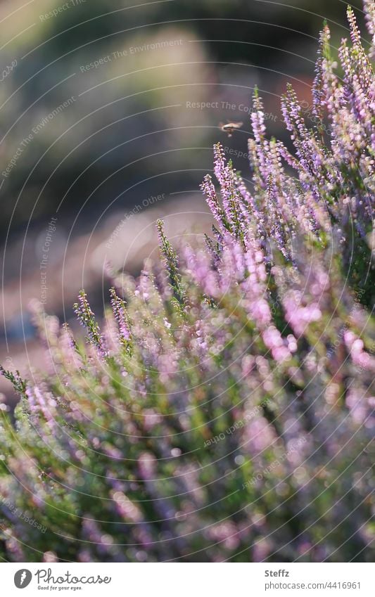 verblasste Heideblüten Heidefarben Heidestille Heidestrauch Hitzeflimmern Sommerhitze Sommerheide Biene Wildpflanzen Heidestimmung heimisch nordisch idyllisch