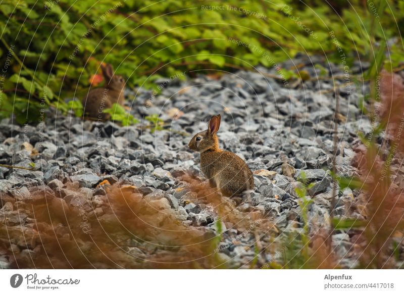 Kaninchen an Schotter Hase & Kaninchen Osterhase Ostern Tier Ohr Wildtier Natur niedlich Jungtier Fell Tierporträt Farbfoto Außenaufnahme Menschenleer