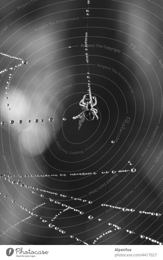Glasperlenspiel | Ordnung im Chaos Spinne Kugeln Netz Spinnennetz Makroaufnahme Wasserperlen Nahaufnahme Tier Insekt Wassertropfen Natur Außenaufnahme Tau