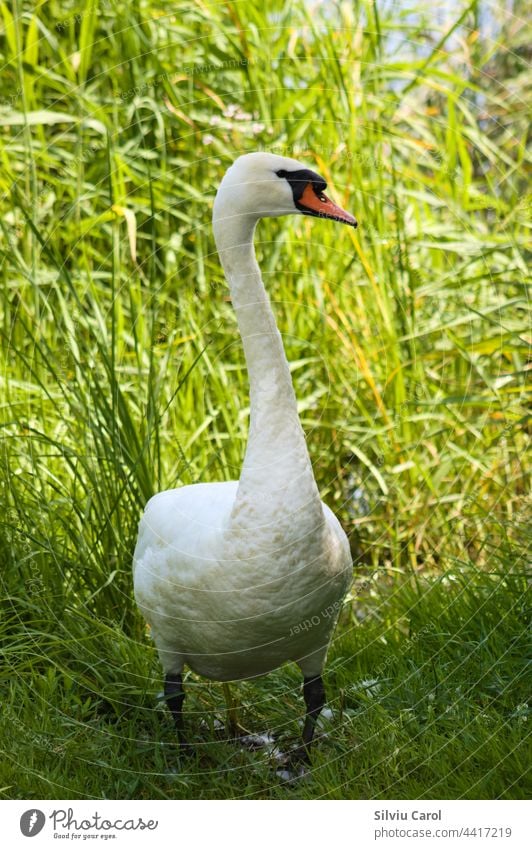 Großer weißer Schwan auf Gras gehend Nahaufnahme von Zygnet Vogel groß grün 1 laufen Wiese wild Sommer Höckerschwan Tag Tier im Freien niedlich natürlich Rasen