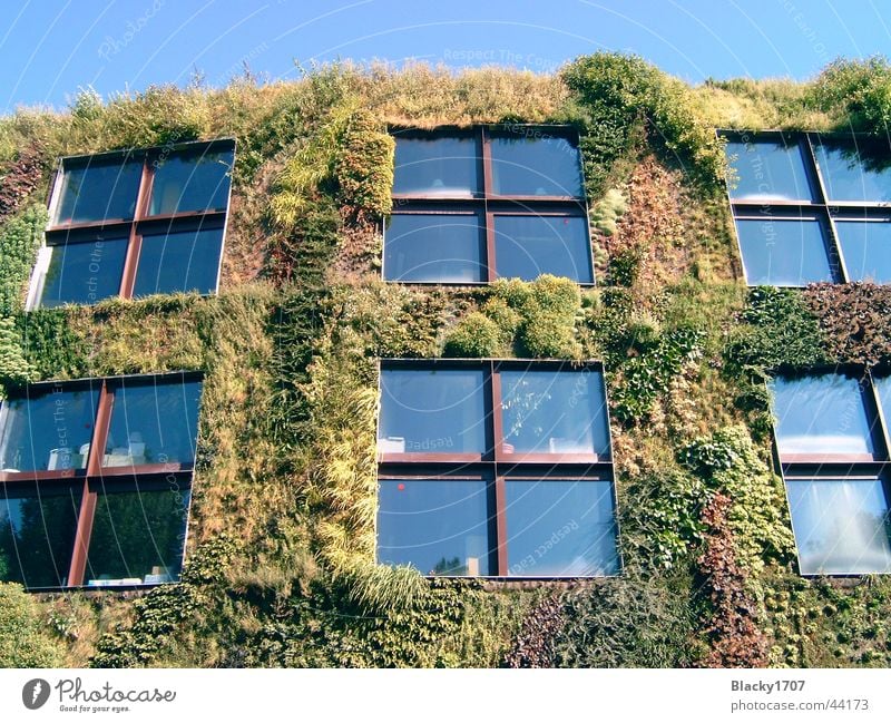 bewachsenes Haus Paris grün Ranke Europa Stadmitte