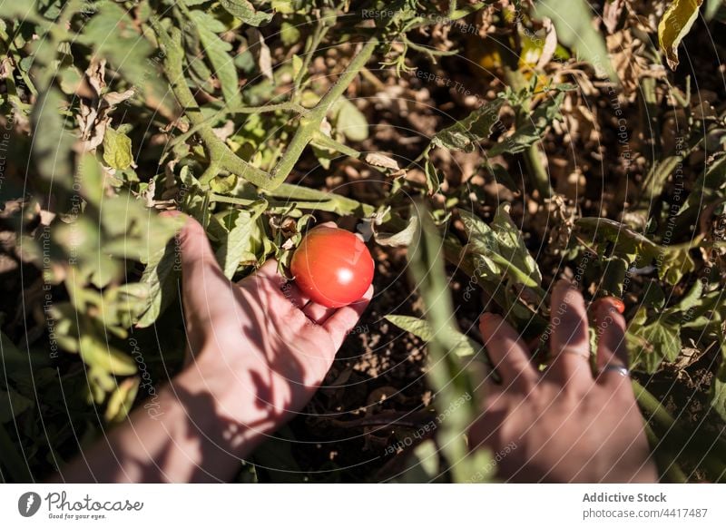 Bauer pflückt Tomaten im Garten Frau Landwirt Ernte Landschaft abholen pflücken Ackerbau Bauernhof ethnisch asiatisch Wachstum organisch Saison vegetieren