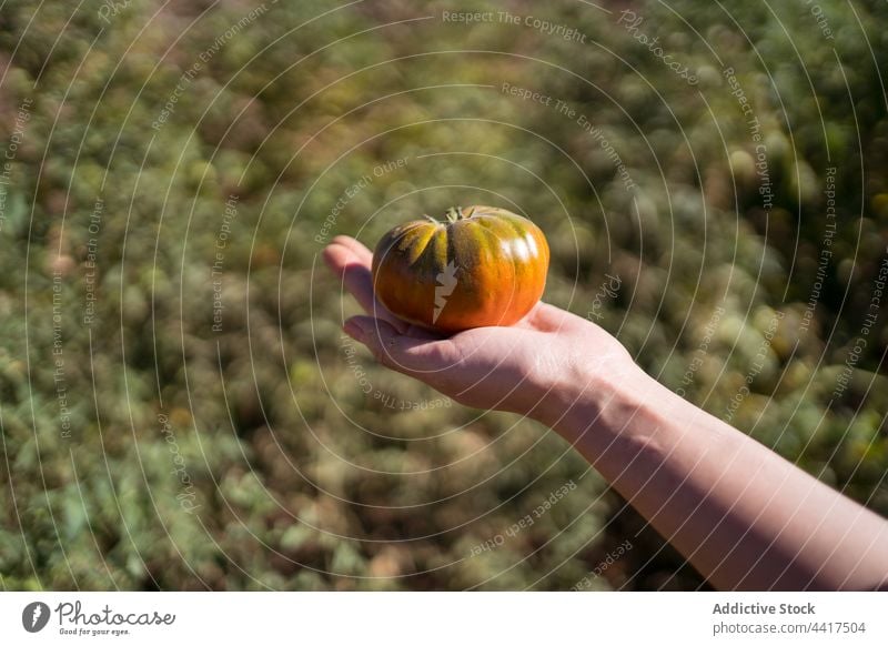 Bauer pflückt Tomaten im Garten Frau Landwirt Ernte Landschaft abholen pflücken Ackerbau Bauernhof ethnisch asiatisch Wachstum organisch Saison vegetieren