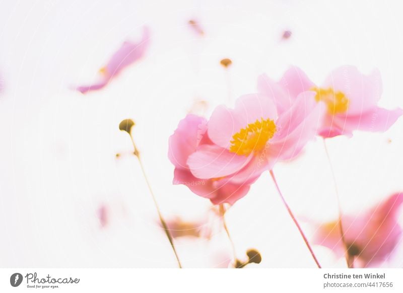 Herbstanemonen Anemone hupehensis rosa Blume Morgenlicht Gegenlicht Herbst-Anemone Froschperspektive Unschärfe Blühend Pflanze Blüte zart schön ungewöhnlich