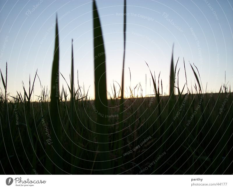 Blick aus dem Felde Gras Sonne Himmel Korn Getreide