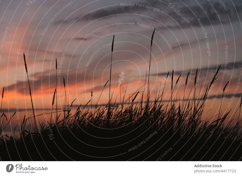 Gras gegen Sonnenuntergang Himmel am Meer wolkig Seeküste Abend ruhig Spikelet Natur MEER Windstille friedlich Küste Sommer Ufer Landschaft Umwelt Spanien