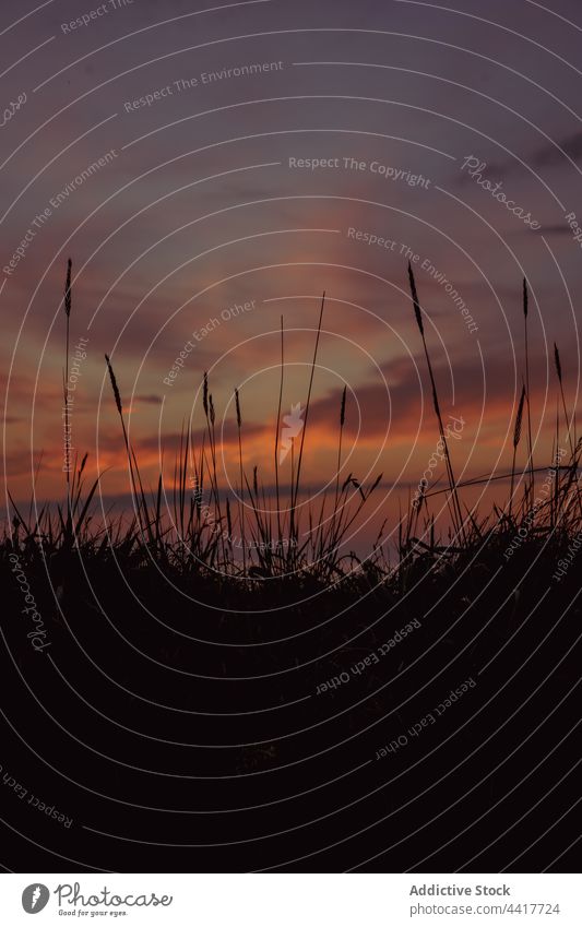 Gras gegen Sonnenuntergang Himmel am Meer wolkig Seeküste Abend ruhig Spikelet Natur MEER Windstille friedlich Küste Sommer Ufer Landschaft Umwelt Spanien