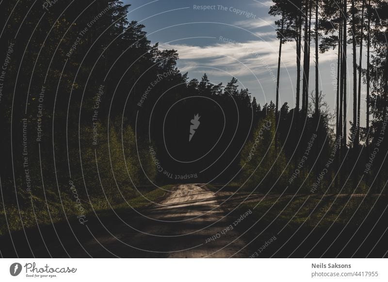 dunklen Wald mit leuchtend gelben Sand Straße in schönen Sommerabend Schatten Gras Natur Wälder Forstweg Landschaft Saison Umwelt Weg im Freien Bäume reisen