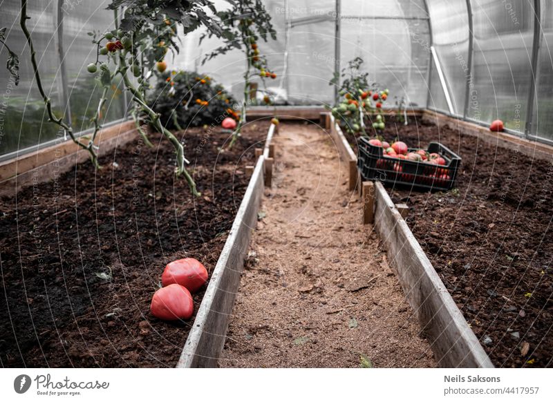 reife Tomaten im Gewächshaus. Herbst im Garten. Pflanze Gemüse Farbfoto Wachstum Lebensmittel grün Natur organisch Gesundheit Ackerbau wachsend Vegetarier Ernte