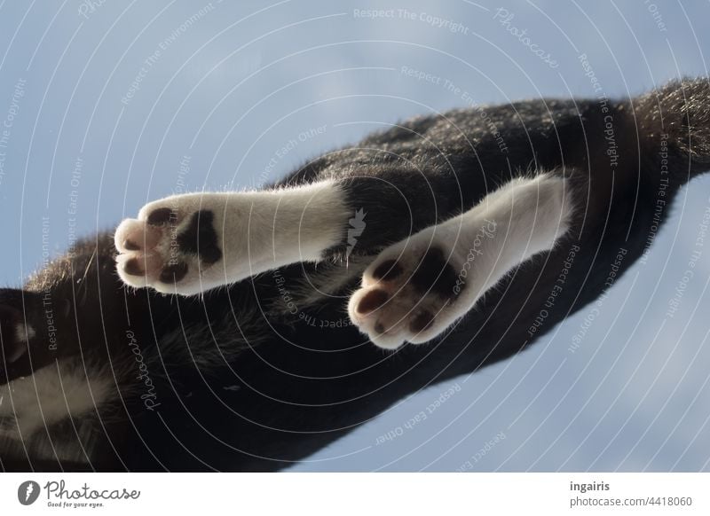 Katzentatzen Haustier Tier schwarz Hauskatze Tag Blick nach oben Tierporträt Farbfoto Katzenpfote katze von unten Pfote Himmel Fenster Fensterscheibe