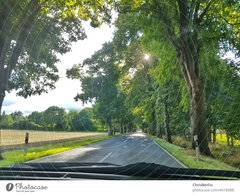 Blick durch die Windschutzscheibe auf die Allee Blick nach vorn Autofahren Verkehr PKW Straße straße ohne verkehr Verkehrswege Außenaufnahme Farbfoto